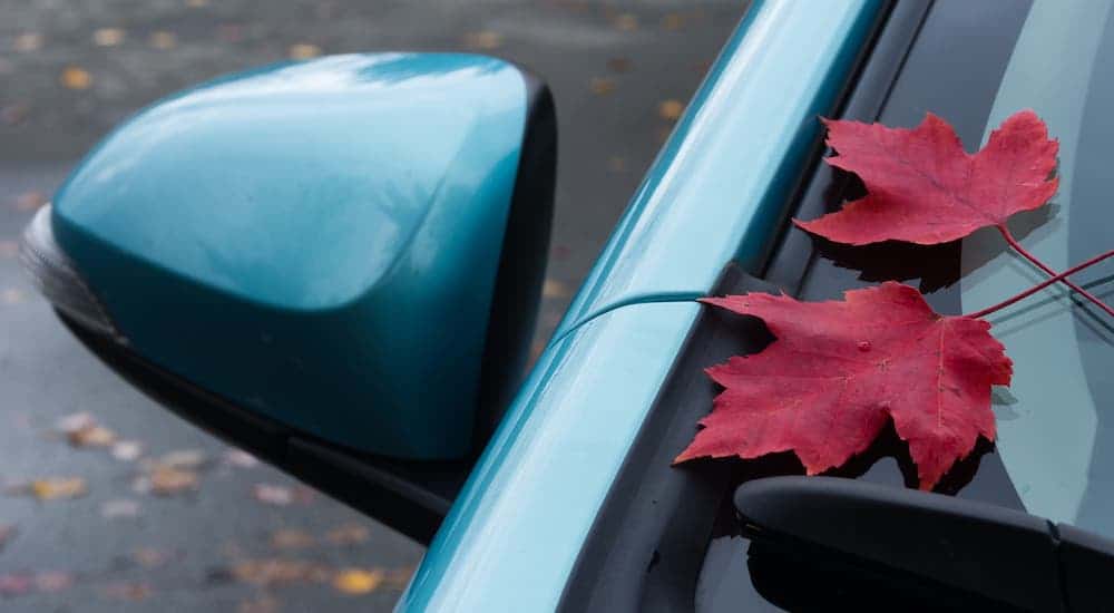 Two red leaves are sitting on a blue car.